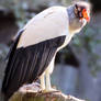 King Vulture