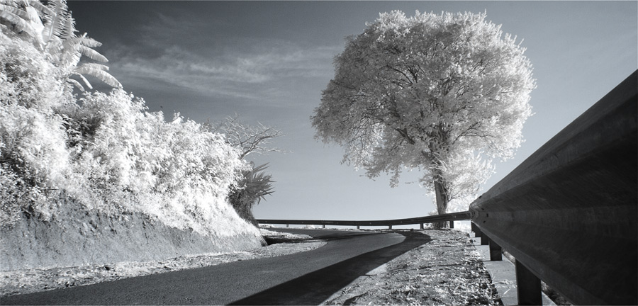 Tree at Turn