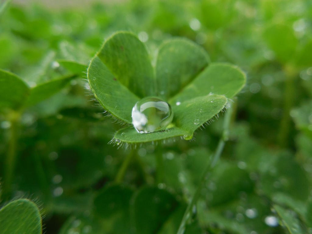 A clover