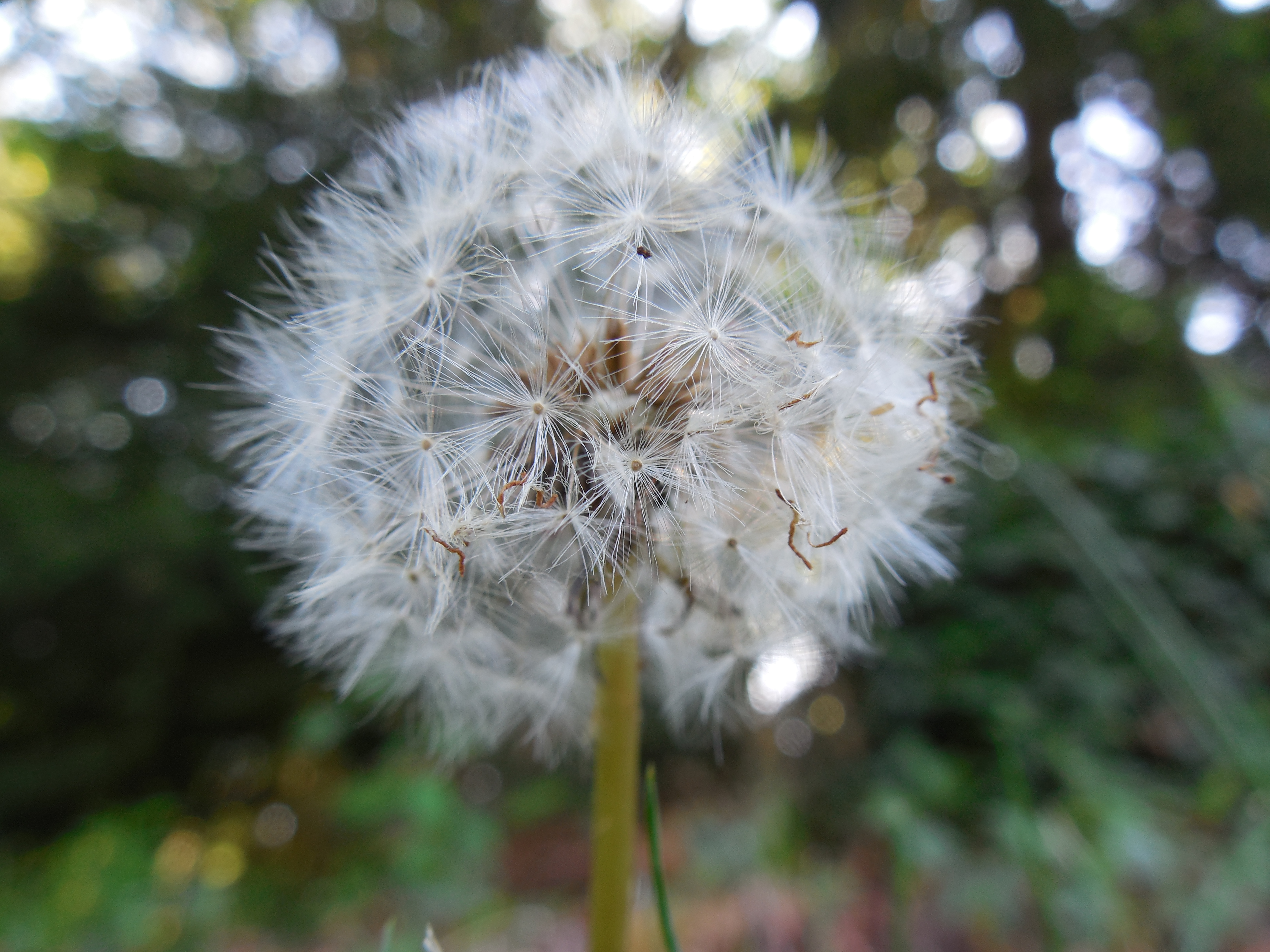 Seeds