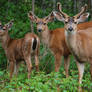 Three Deer Roaming