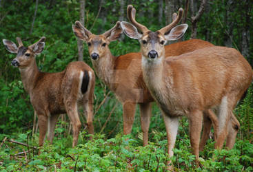 Three Deer Roaming