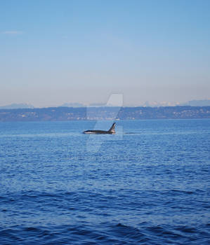 Orca Puget Sound