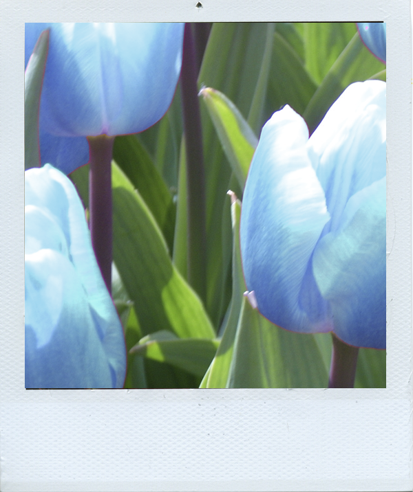 blue tulips