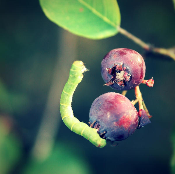 caterpillar