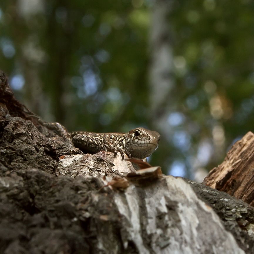 little lizard