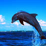 Delfin