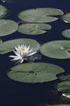 Pond Lily by CandiceSmithPhoto