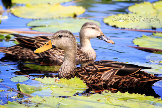 Mallard Pair