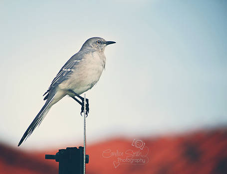 Mockingbird