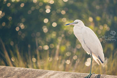 Egret Perch