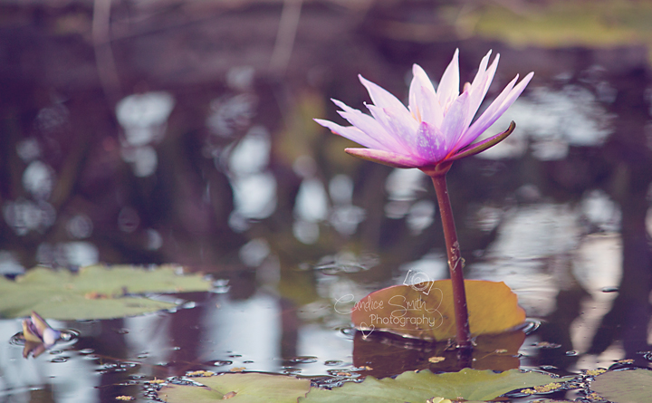 Water Lily Pond II