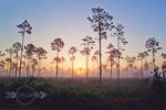 Highlands Hammock Sunrise by CandiceSmithPhoto