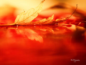 Red by PhotographsByBri