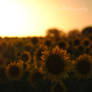 Sunflower Sunset