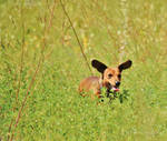 Bat Dog by PhotographsByBri