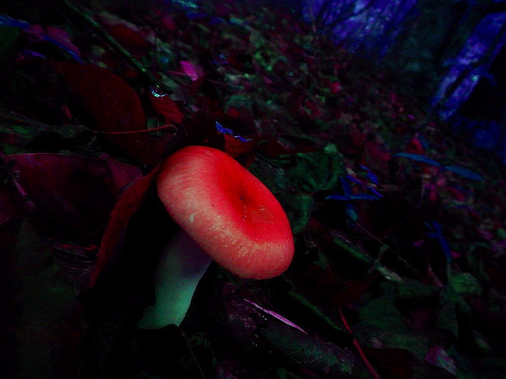 Mushroom 2