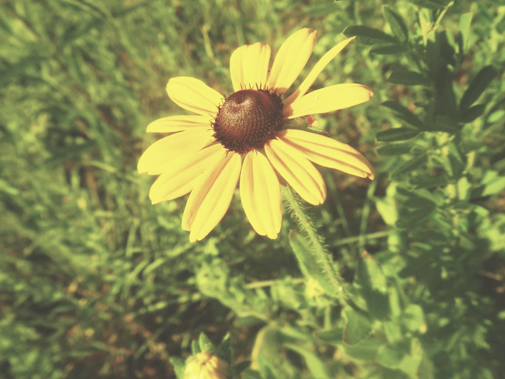 Black-Eyed Susan