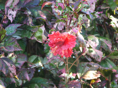 Hibiscus