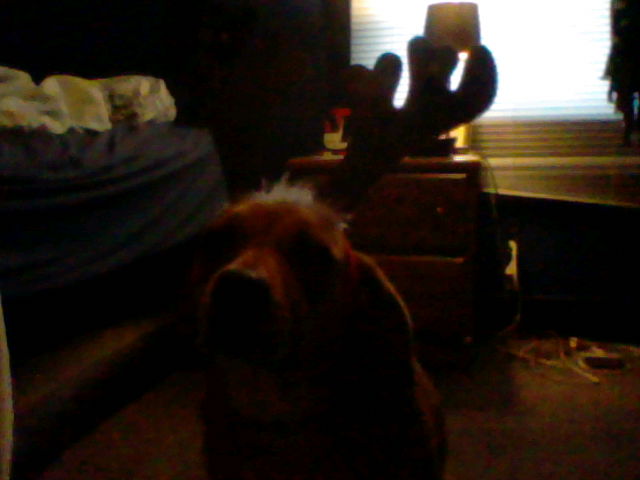 Baily the pissed off reindear