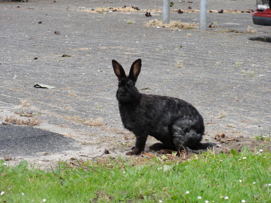 papa rabbit by were-were-wolfy on DeviantArt