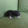 15 days old rat baby