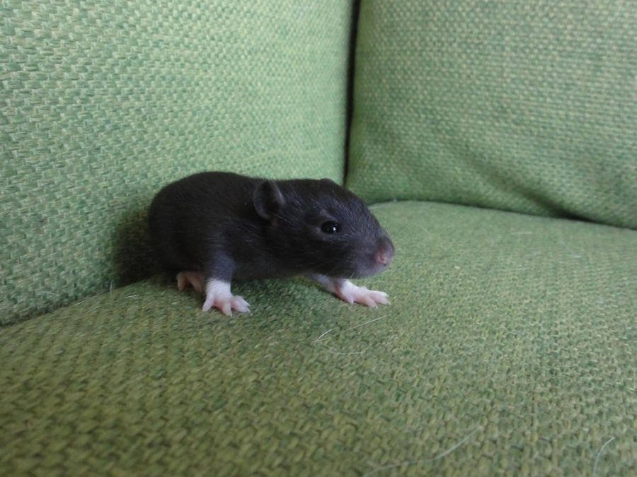 15 days old rat baby