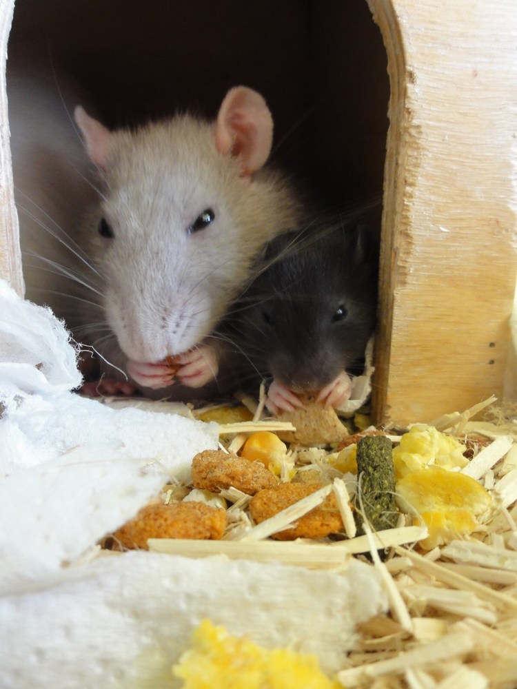 16 days old rat baby eating