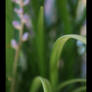 A Plant's Life