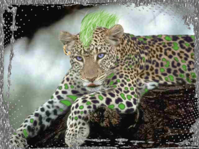 Modern Day Leopard