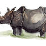 Zoo Sketches 2 - Rhino