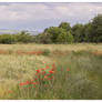 Poppy field