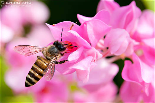 Asian Honey Bee - 01