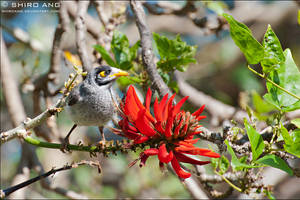 Noisy Miner - 01