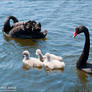 Black Swan - 03