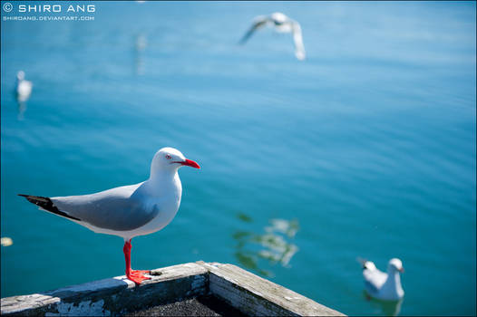 Silver Gull - 05