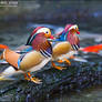Mandarin Duck - 03