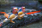 Mandarin Duck - 03 by shiroang
