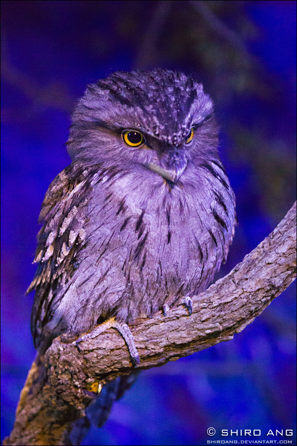 Tawny Frogmouth - 01