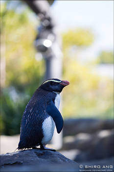 Fiordland Crested Penguin - 01