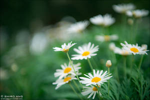Oxeye Daisy - 01