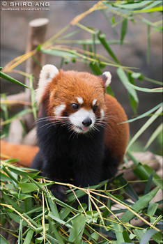 Red Panda - 01