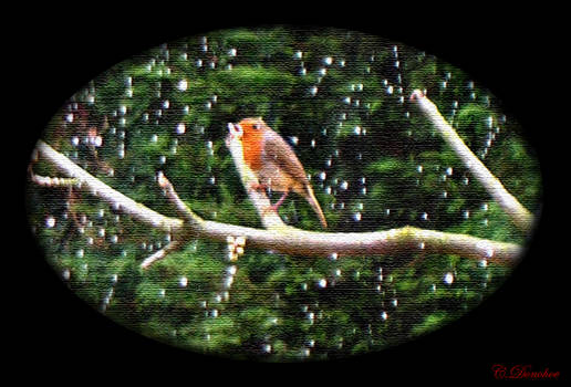 Robin in my Garden