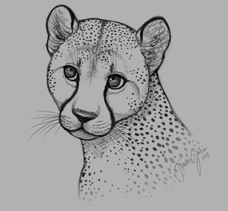 Cheetah Sketch