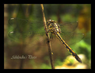 Dragon Fly