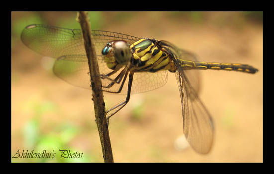 Dragon Fly1