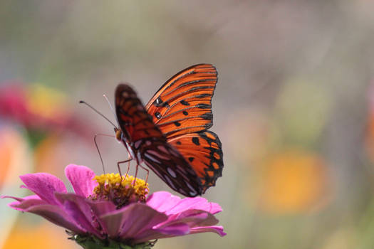 Gulf Fritillary