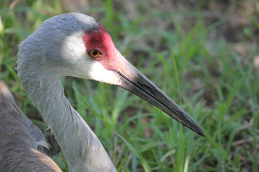 Sandhill Crane