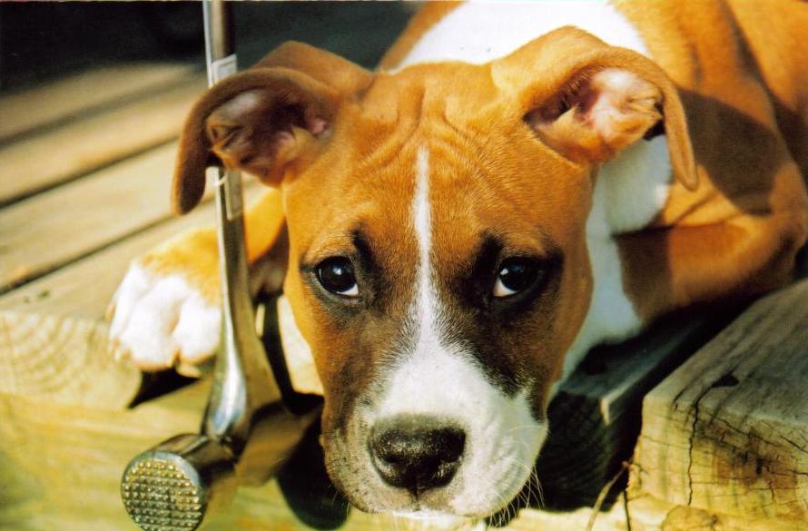 UhOh, Oreo by doomisdelicious on DeviantArt