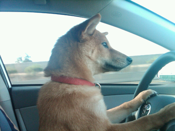 Driving Shiba